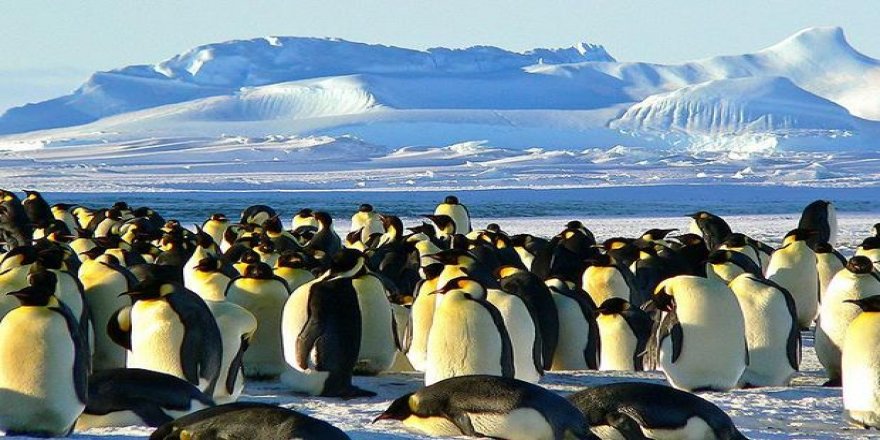 Çok sayıda penguen mahsur kaldı