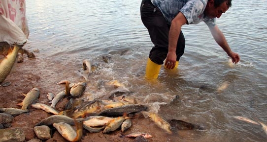 Kuruyan barajda balıklar elle tutuluyor