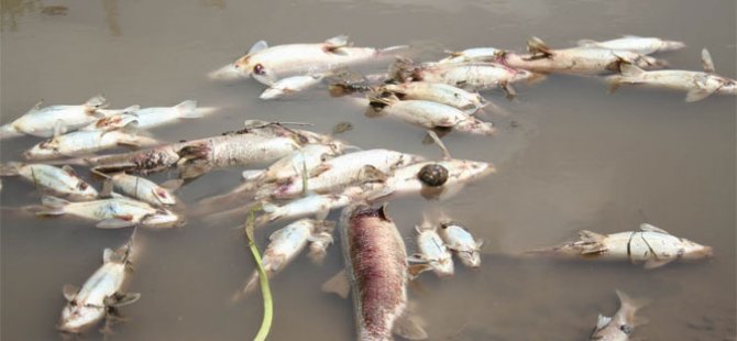 Kars Çayı’nda toplu balık ölümleri