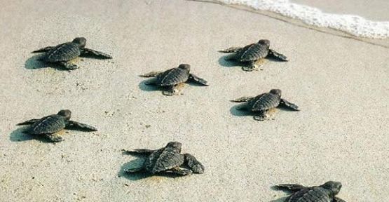 KKTC'de deniz kaplumbağaları için ‘Kurtarma Merkezi’ kuruluyor