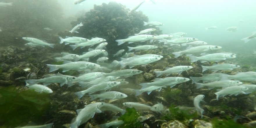İzmit Körfezi’nde balık çeşitliliği artıyor