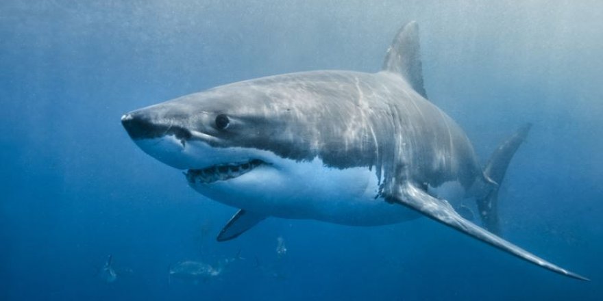 Köpekbalıklarının ölümü ekosistemi değiştiriyor