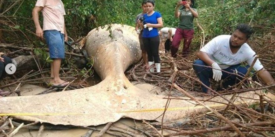 Amazon ormanlarında kambur balina ölüsü bulundu