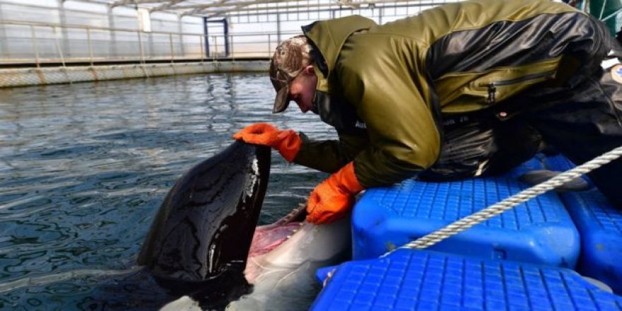 Rusya’da 98 orka ve beluga serbest kalacak