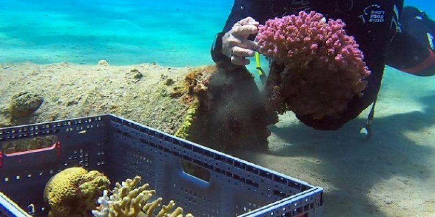 İsrail Eylat açıklarındaki  mercanları taşıyor