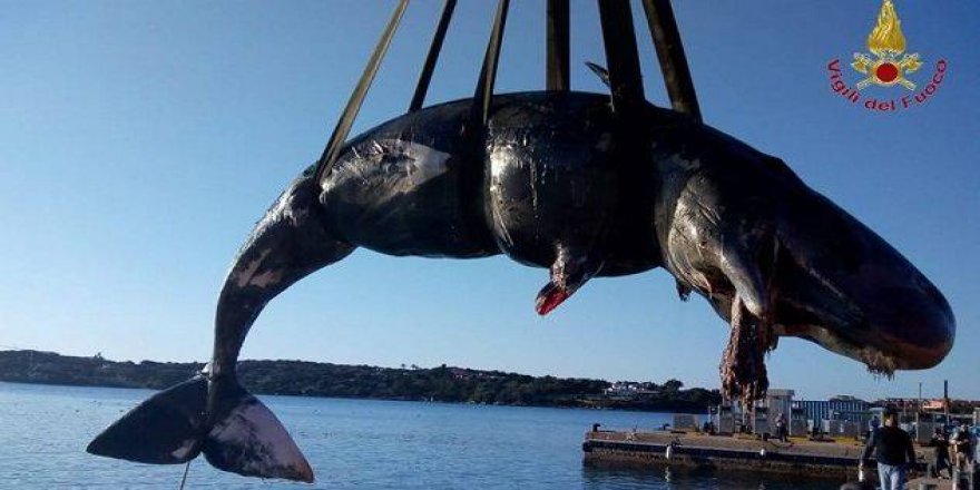 Hamile balinayı da plastik öldürdü