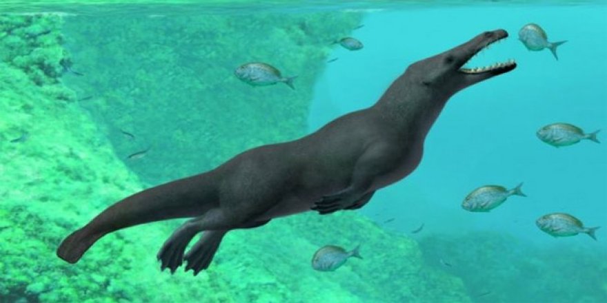 Dört bacaklı balina fosili bulundu