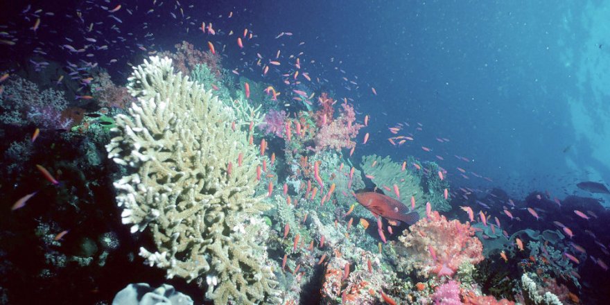 BAE mercan resif yapıyor