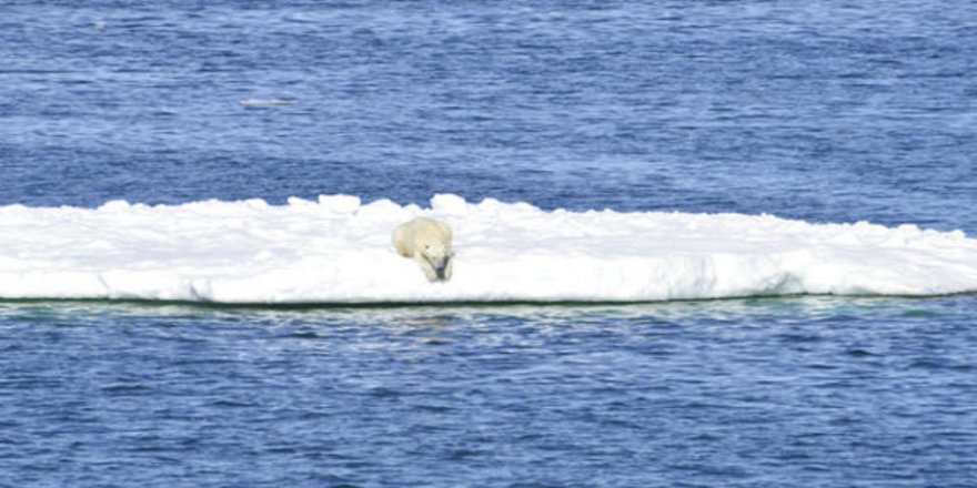 Buz parçası üzerinde 700 kilometre uzağa gitti