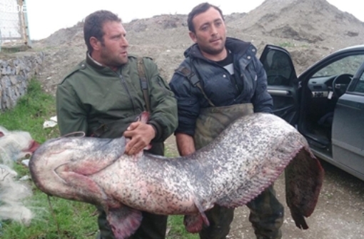 Almus'ta 35 kilogramlık yayın balığı yakalandı