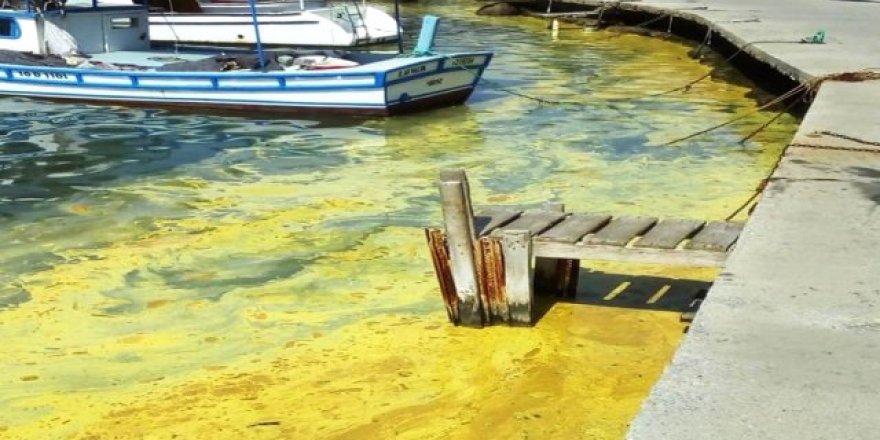 Ayvalık'ta denizde sarı tabaka oluştu