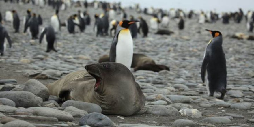 Antarktika'ya can veren hayvanlar