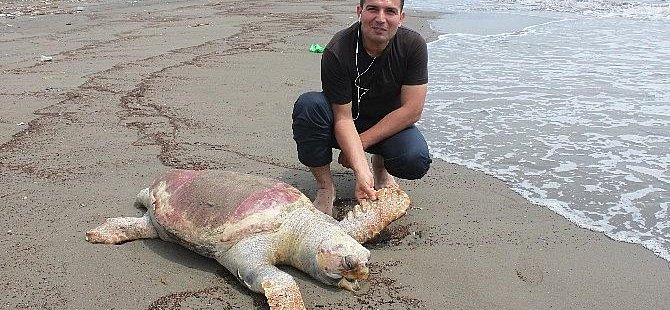 Hatay'da ölü deniz kaplumbağası bulundu