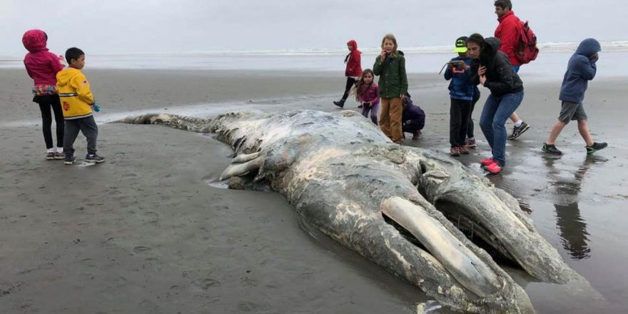 'Ölü balinalar nasıl çürüyecek' tartışması