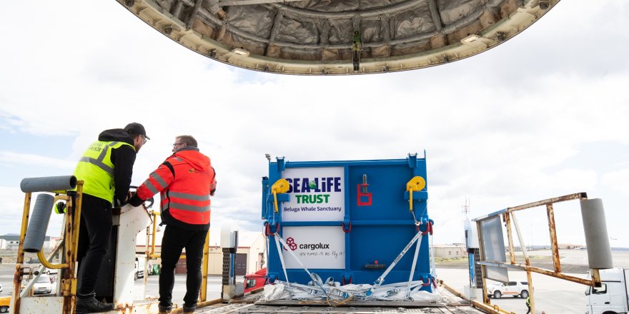 Beluga balinaları İzlanda’ya sağ salim ulaştı