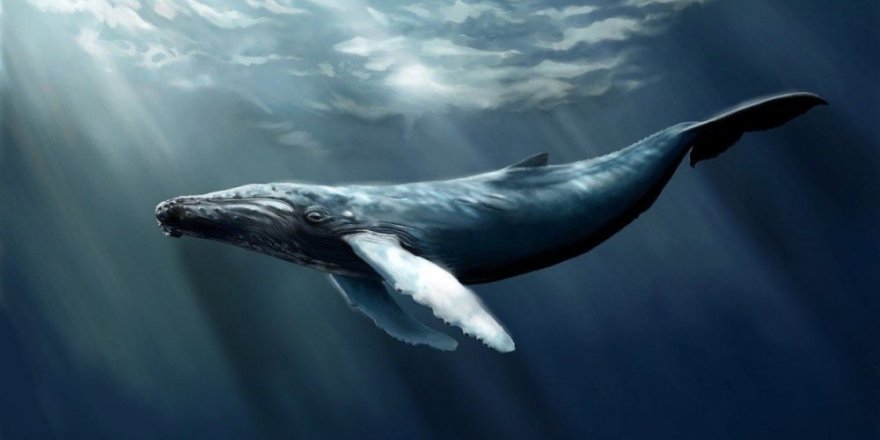 Rusya balinaları serbest bırakmaya başladı