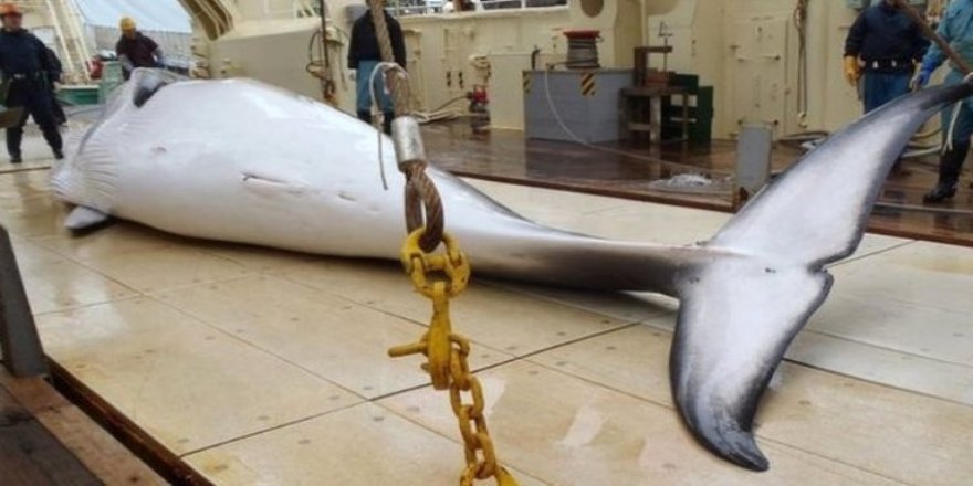 Japonya yeniden ticari balina avına başladı