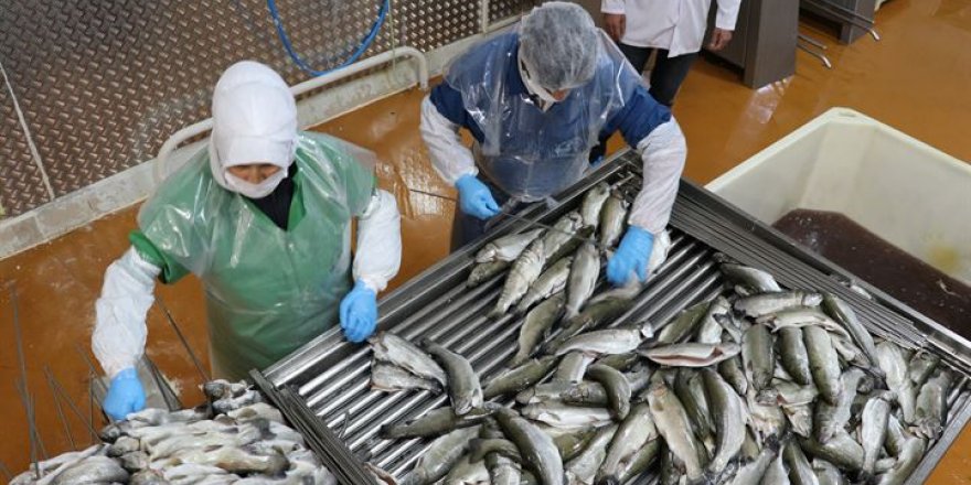 Tütsülenmiş alabalıkla Çin ve Japonya pazarına girdiler