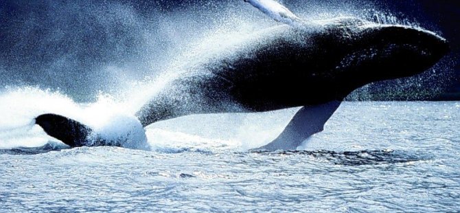 Balinalar av gemisine saldırdı: 16 ölü