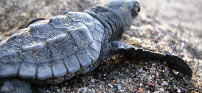 DEKAMER, deniz kaplumbağalarıyla ilgili önemli veriler topladı