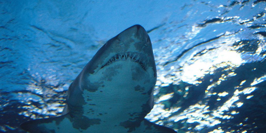 Grönland’da 512 yaşında köpekbalığı tespit edildi
