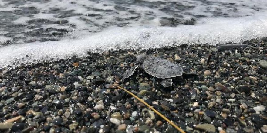 DTO'nun koruduğu kaplumbağalar denizle buluştu