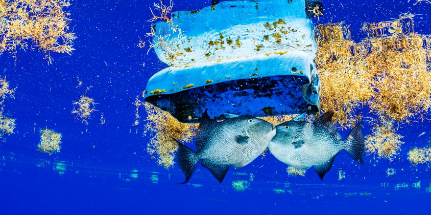 Plastik kirliliği Sargasso Denizi’ni tehdit ediyor