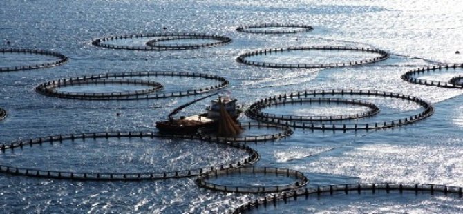 Balık çiftliklerine 'çevre' düzenlenmesi