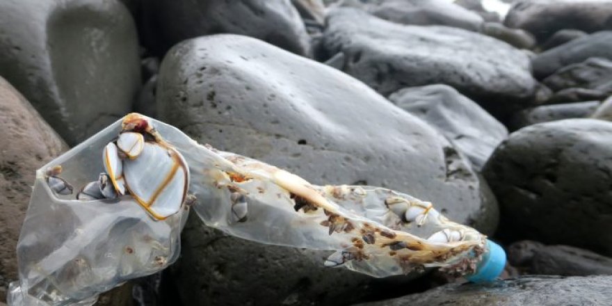 Plastik atıklar ‘Erişilemeyen Ada'ya erişti
