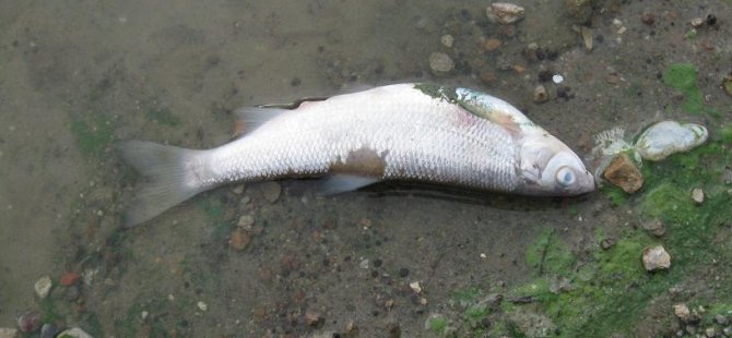 Samsun'da toplu balık ölümleri tedirginlik yarattı