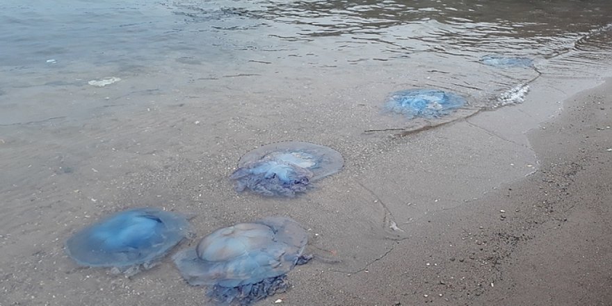 Eski Foça'da bilinmeyen bir tür denizanası