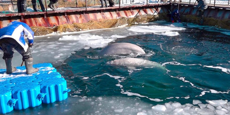 Rusya 50 beyaz balinayı serbest bırakacak