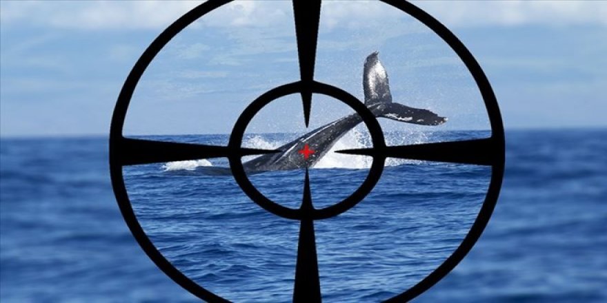Norveç balina avında Japonya'yı yakaladı