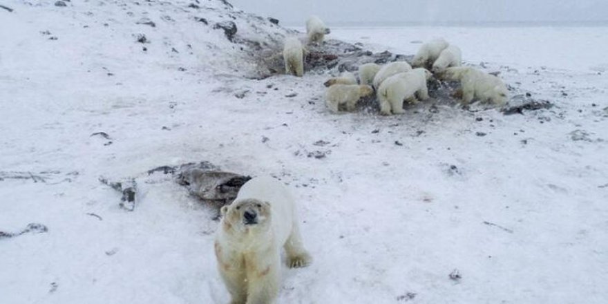 Rusya'da kutup ayıları köylere indi