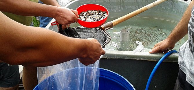 Afyon'da göletlere 322 bin yavru balık bırakıldı