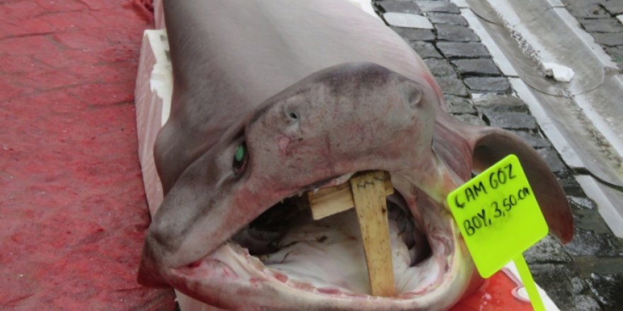 Şarköy açıklarında köpek balığı yakalandı
