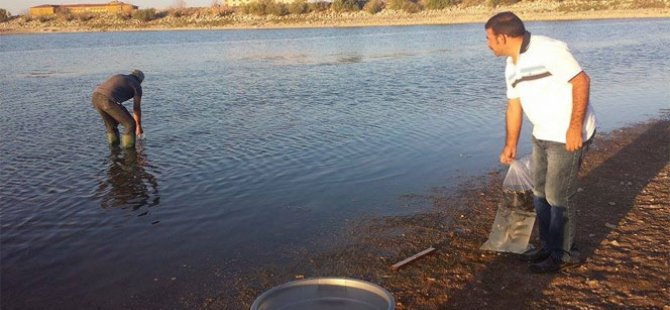 Cihanbeyli Göleti’ne 16 bin balık bırakıldı