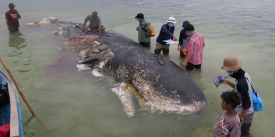 Sahile 14 metrelik balina vurdu