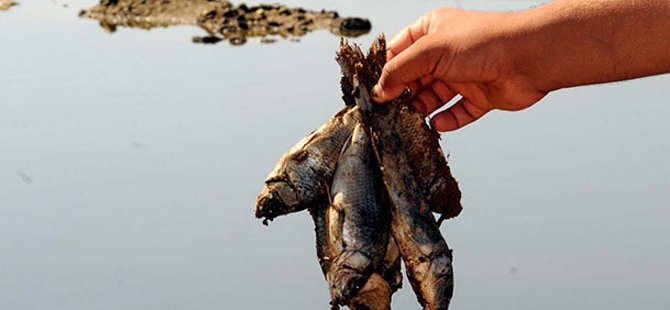 Kayacık Barajı'nda suların çekilmesi balık ölümlerini arttırıyor
