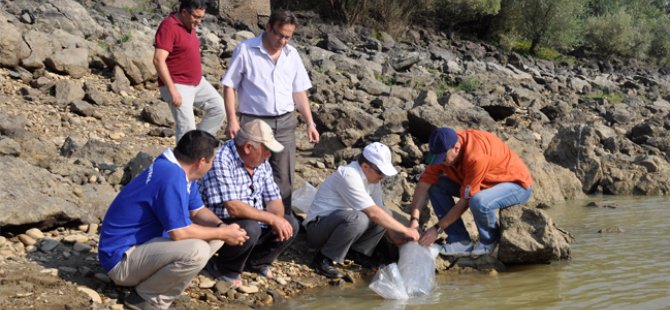 Çanakkale'de göletlere 28 bin balık bırakıldı