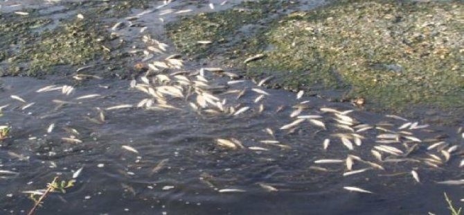 İzmir Bakırçay'da toplu balık ölümleri korkuttu