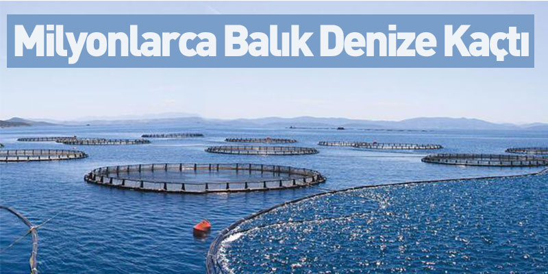 Milyonluk Balık Denize Kaçtı