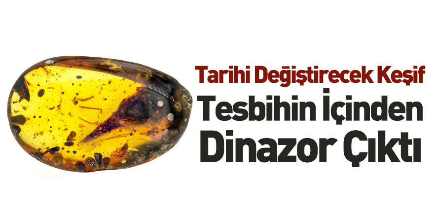 Kehribarın İçinden Dinazor Kafası Çıktı