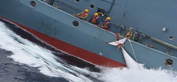 Yasağa rağmen Norveç'te bu yıl 729 balina avlandı