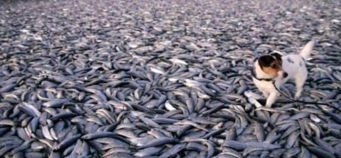 Meksika'da 53 ton balık kıyıya vurdu
