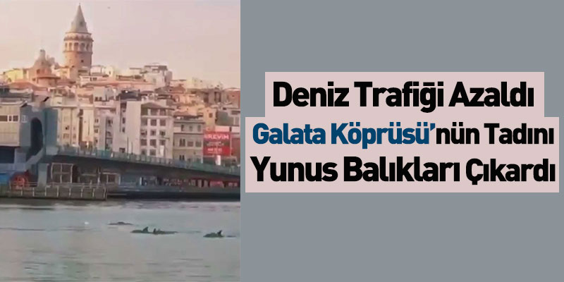 Galata Köprüsü’nün Tadını Yunus Balıkları Çıkardı