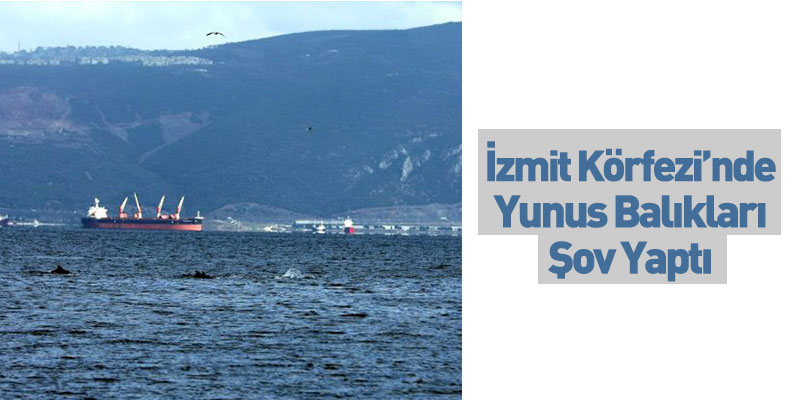 İzmit Körfezi’nde Yunus Balıkları Şov Yaptı