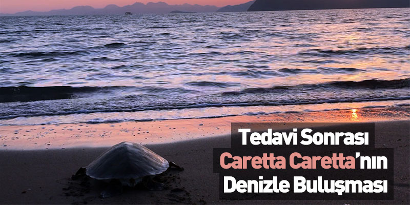 Tedavi Sonrası Caretta Caretta’nın Denizle Buluşması