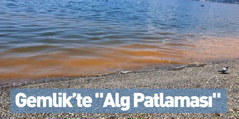 Gemlik’te "Alg Patlaması"