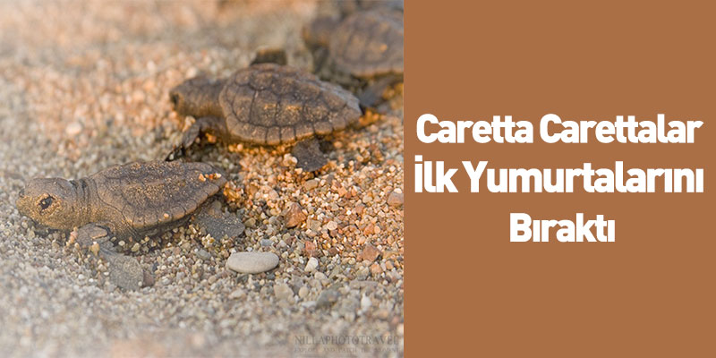 Caretta Carettalar İlk Yumurtalarını Bıraktı